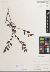 Foto von Salix mielichhoferi Saut. x Salix retusa L.